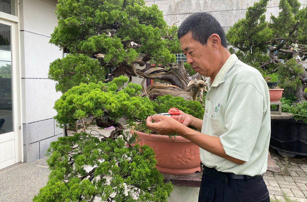 綠植選品