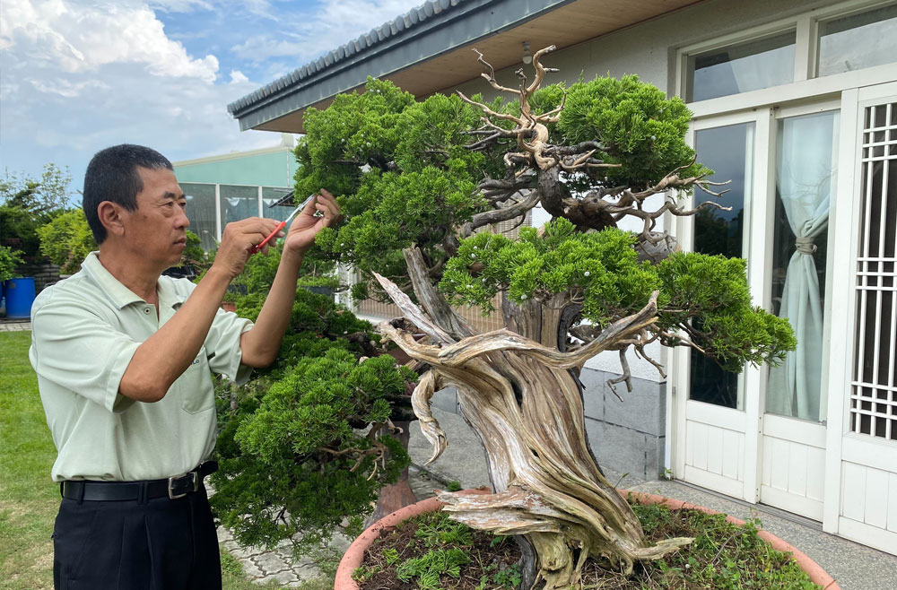 盆景移植